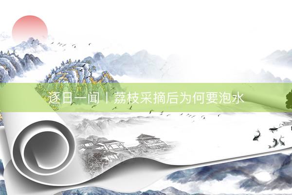 逐日一闻丨荔枝采摘后为何要泡水
