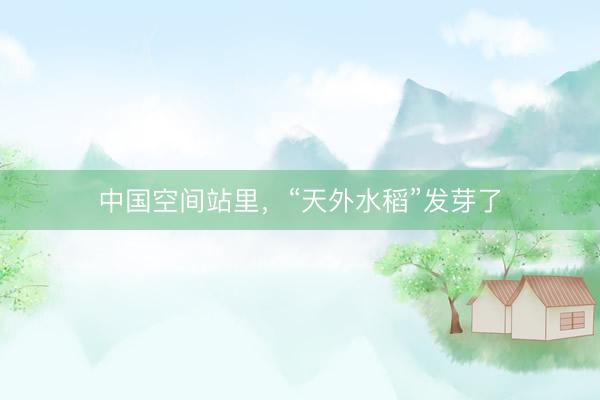 中国空间站里，“天外水稻”发芽了